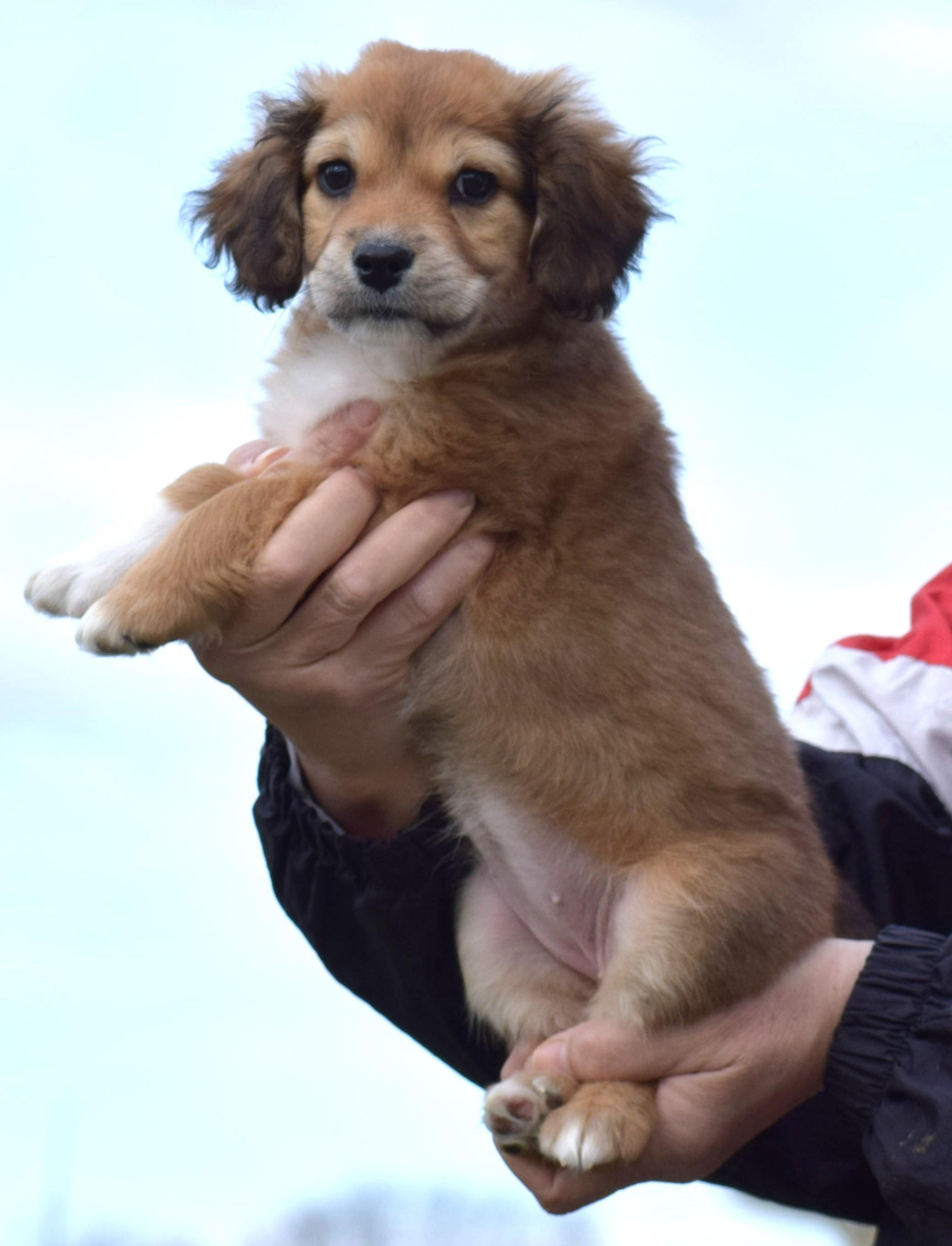 Enlarge 206Nola, an adopted mixed breed in Frederick, MD image 3/6