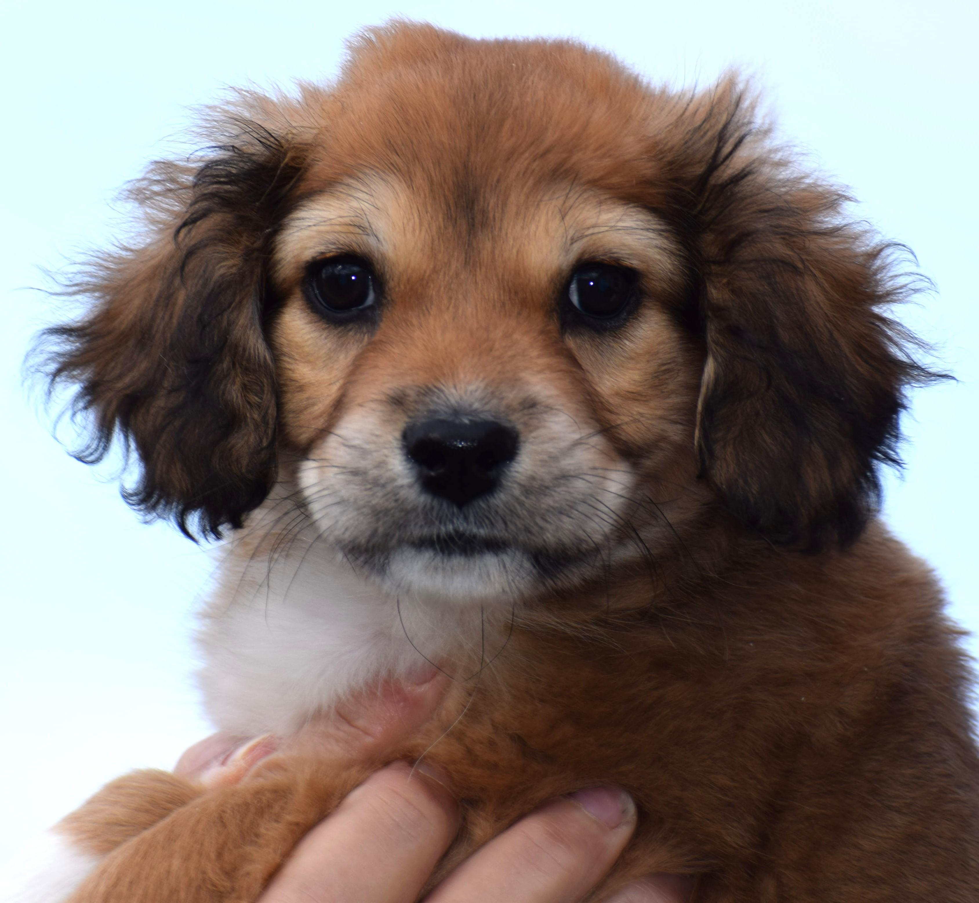 Enlarge 206Nola, an adopted mixed breed in Frederick, MD image 2/6