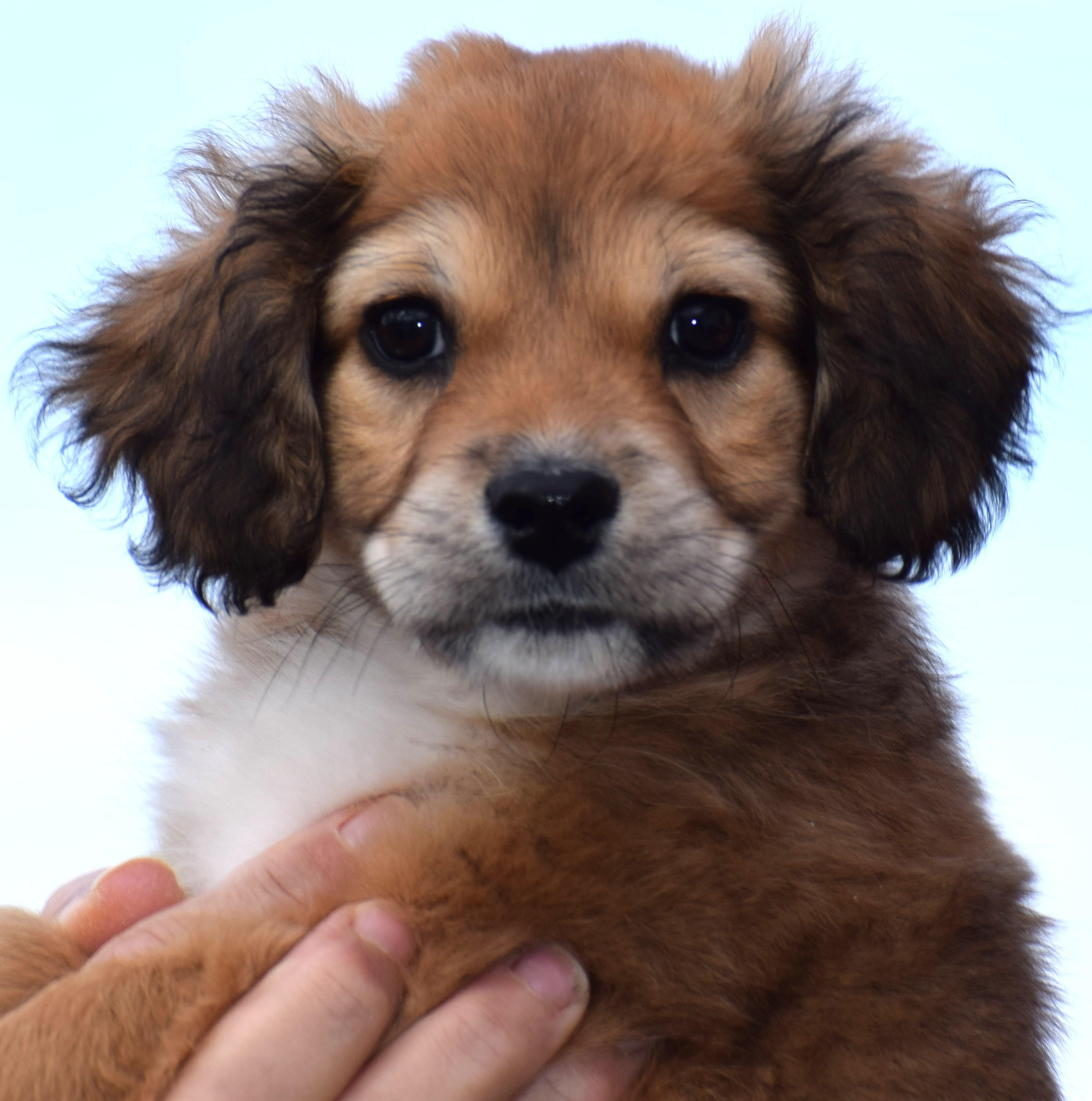 Enlarge 206Nola, an adopted mixed breed in Frederick, MD image 1/6