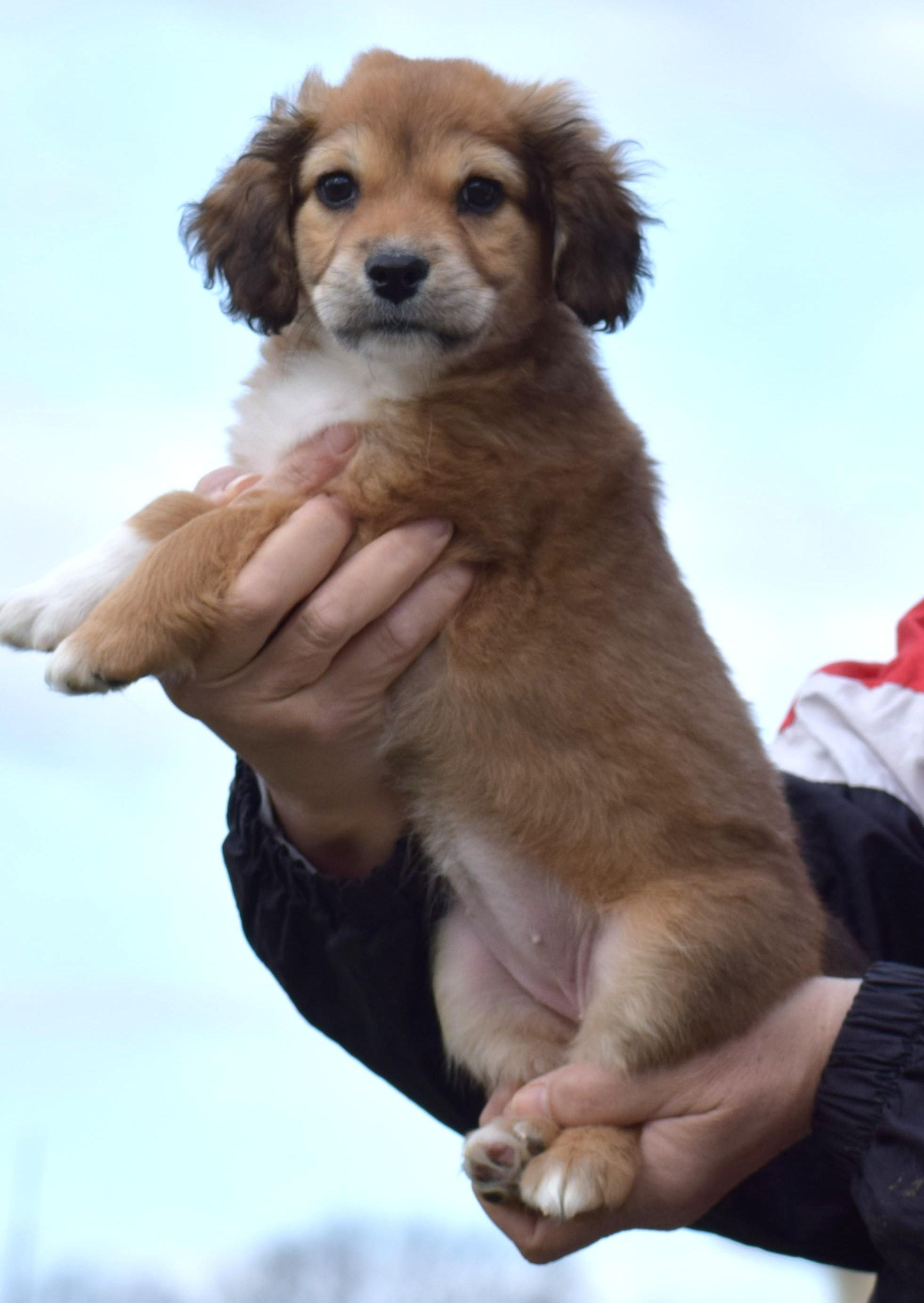 Enlarge 206Nola, an adopted mixed breed in Frederick, MD image 5/6