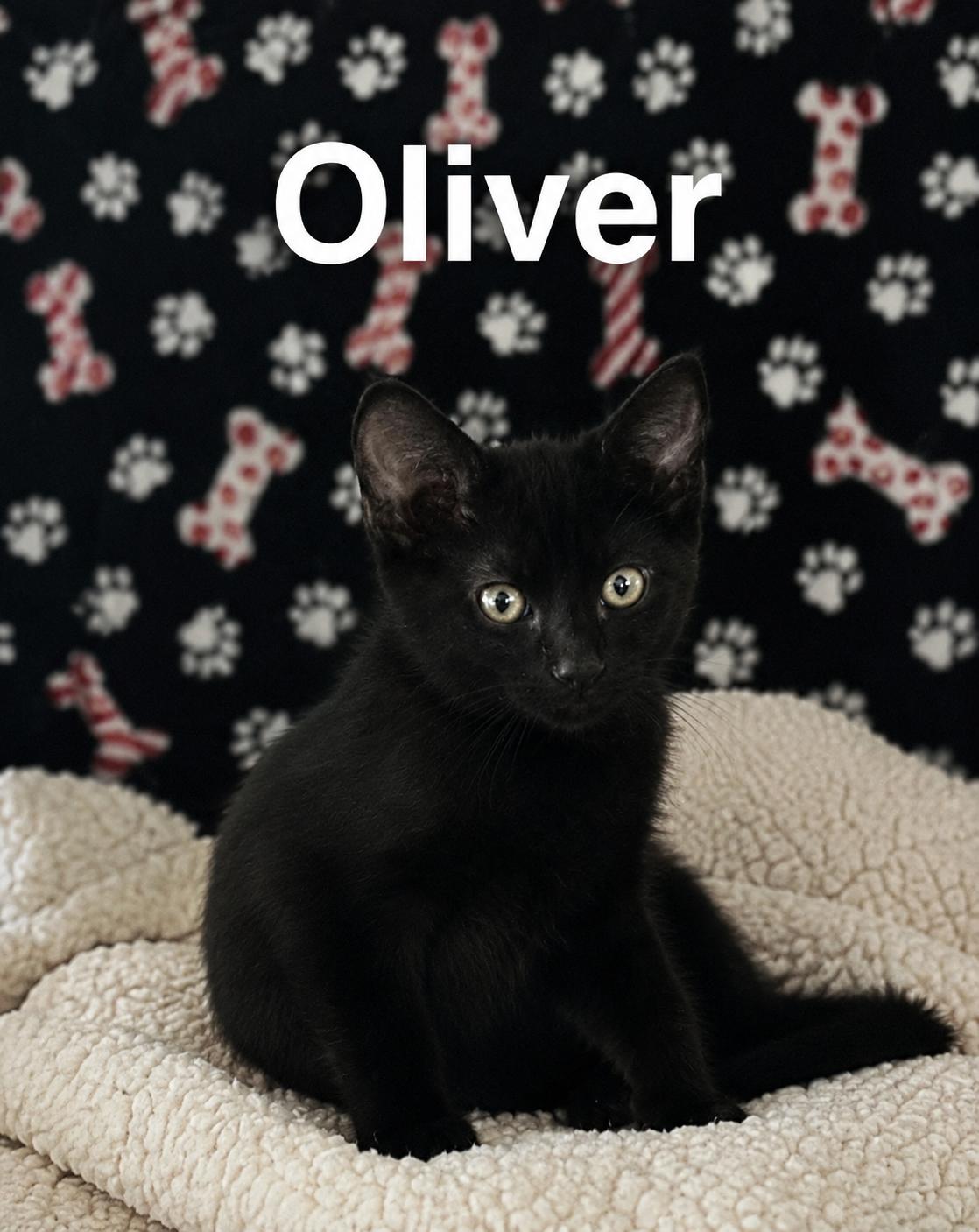 Oliver, Adoptable, Kitten Male Domestic Short Hair.