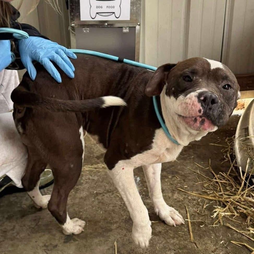 Prince, Adoptable, Adult Male Mixed Breed.