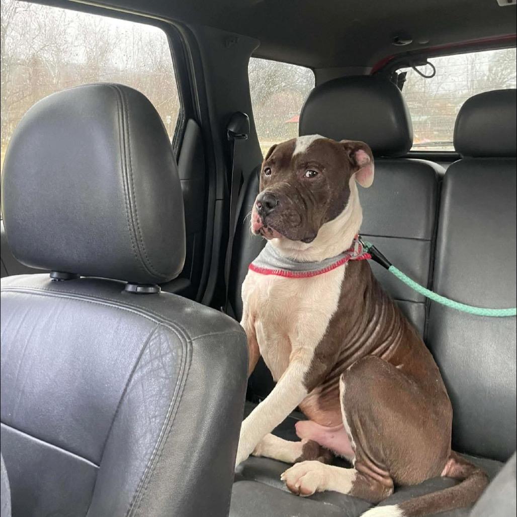 Enlarge Prince, a Adoptable Mixed Breed in Springboro, OH image 2/4