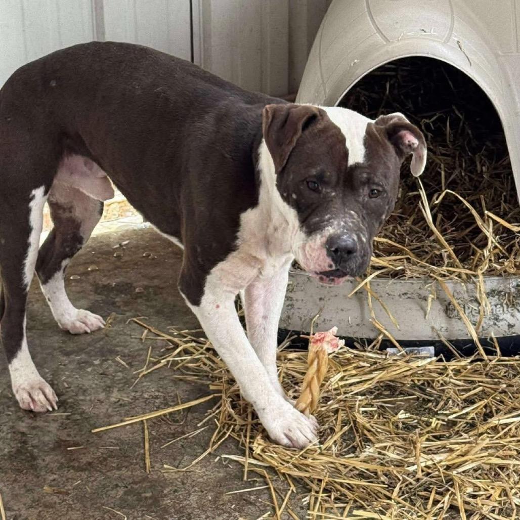 Enlarge Prince, a Adoptable Mixed Breed in Springboro, OH image 3/4