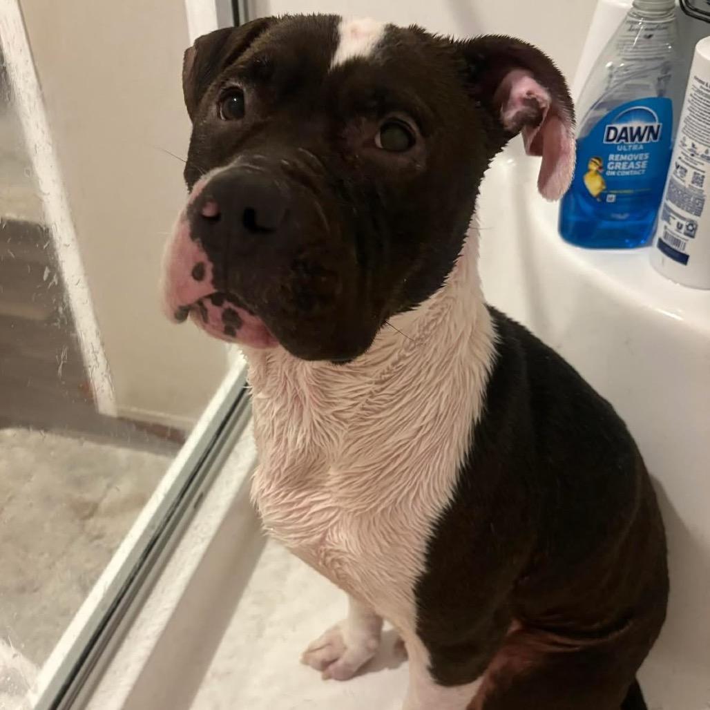 Enlarge Prince, a Adoptable Mixed Breed in Springboro, OH image 4/4