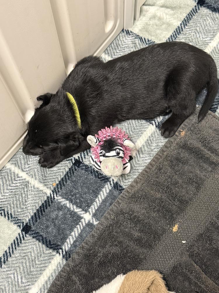 Lakeland Lookers - Vega - Located in FL