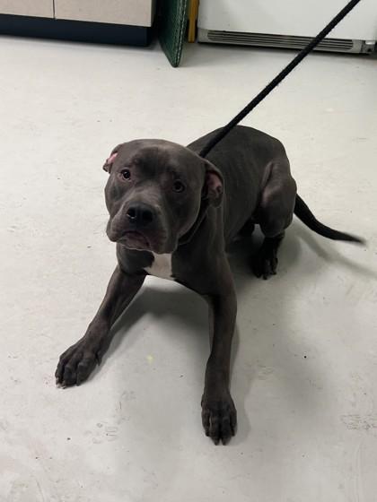 Enlarge Miles, a Adoptable mixed breed in Savannah, GA image 1/1