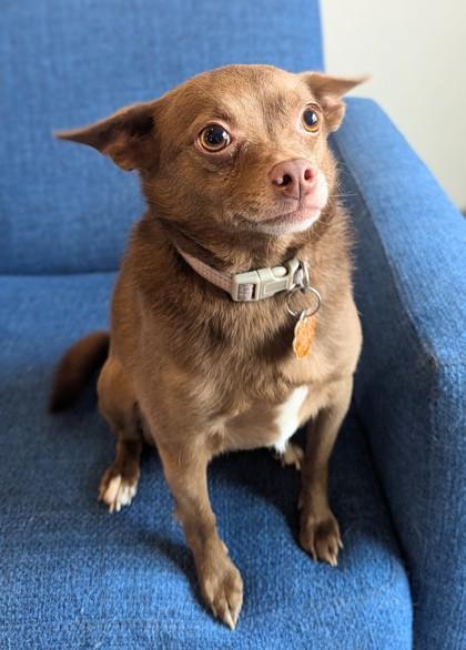 Enlarge Toast, a Adoptable mixed breed in Portola, CA image 2/2