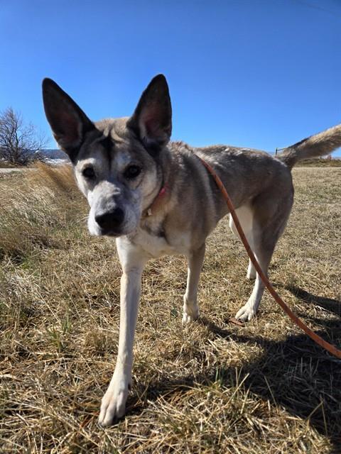 SASHA, Adoptable, Adult Female German Shepherd Dog.
