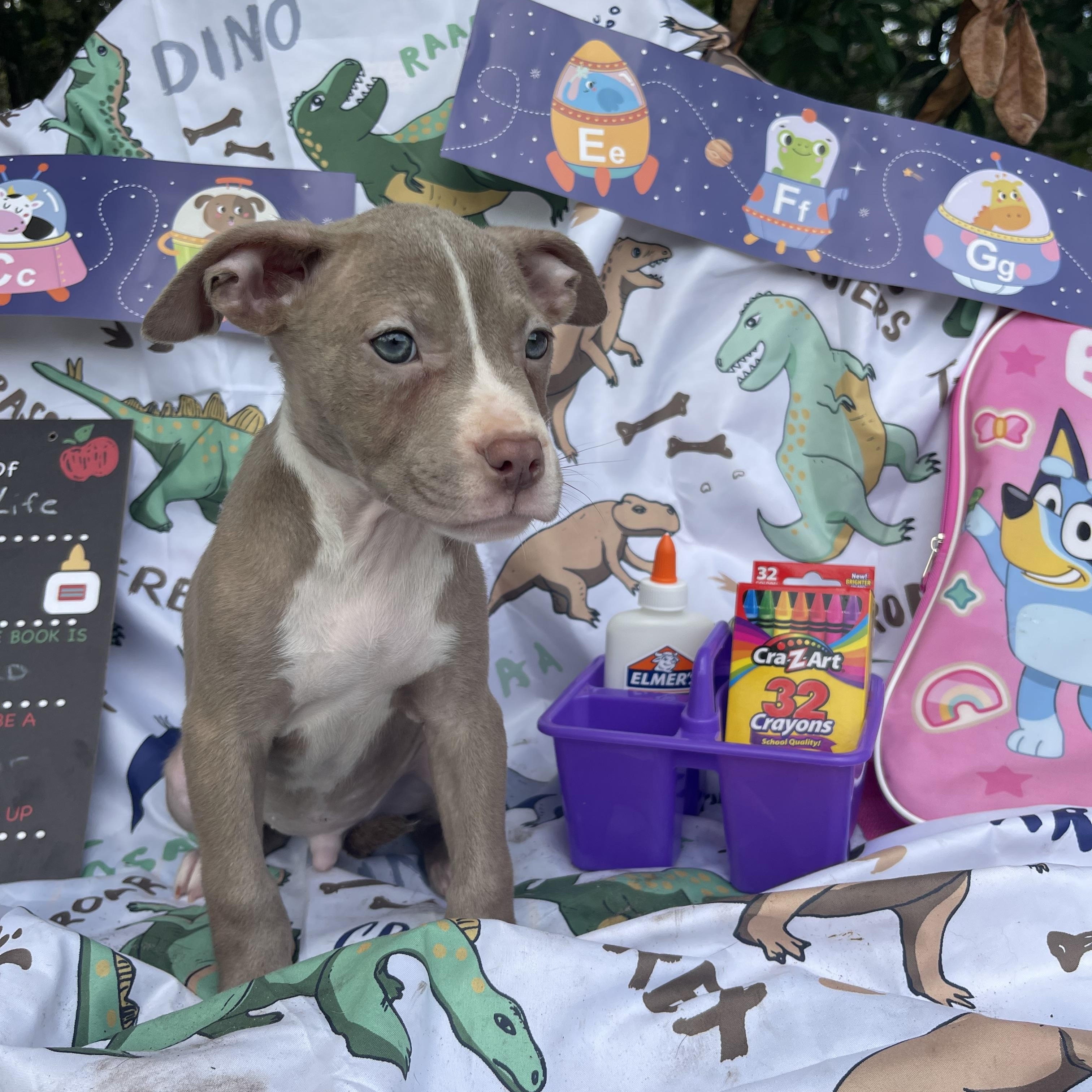 Mr. Krabs, an adopted mixed breed in Sebring, FL image 2/4