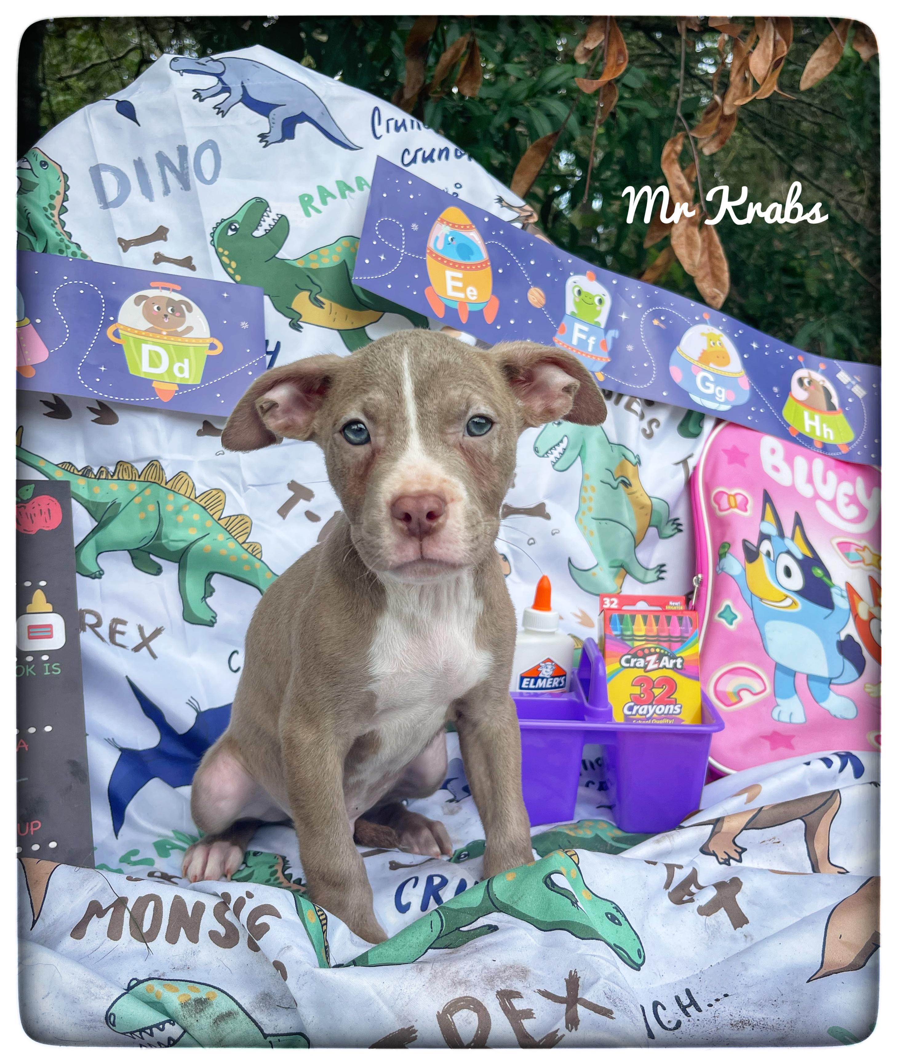 Mr. Krabs, adopted, Puppy Male American Staffordshire Terrier.