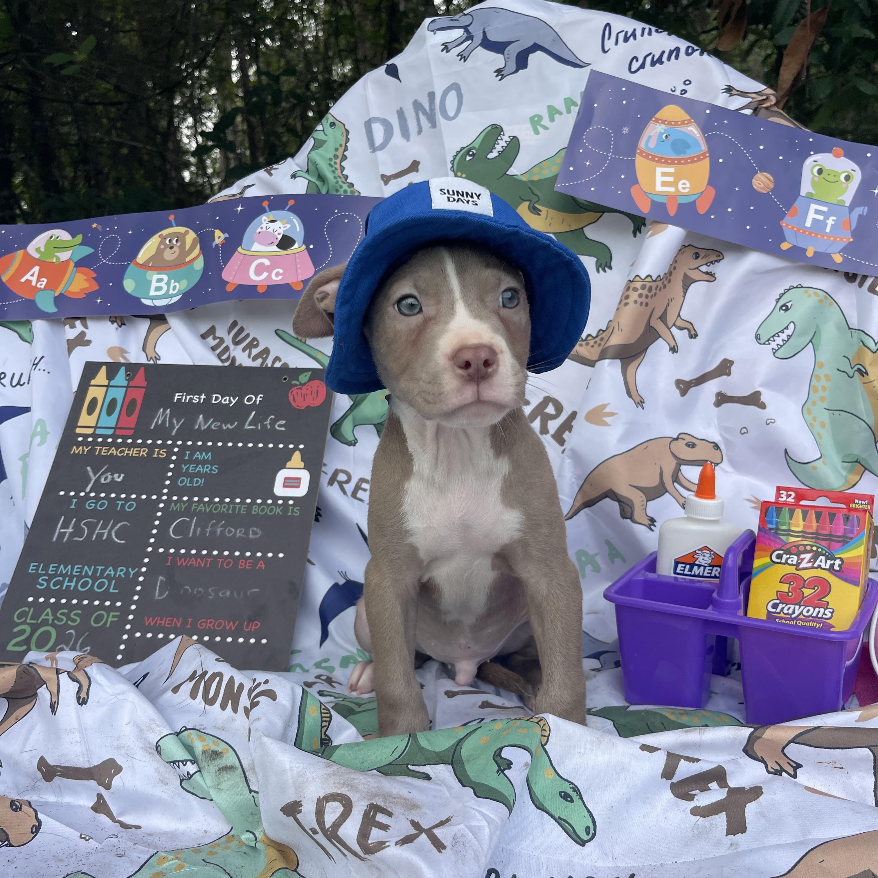 Mr. Krabs, an adopted mixed breed in Sebring, FL image 4/4