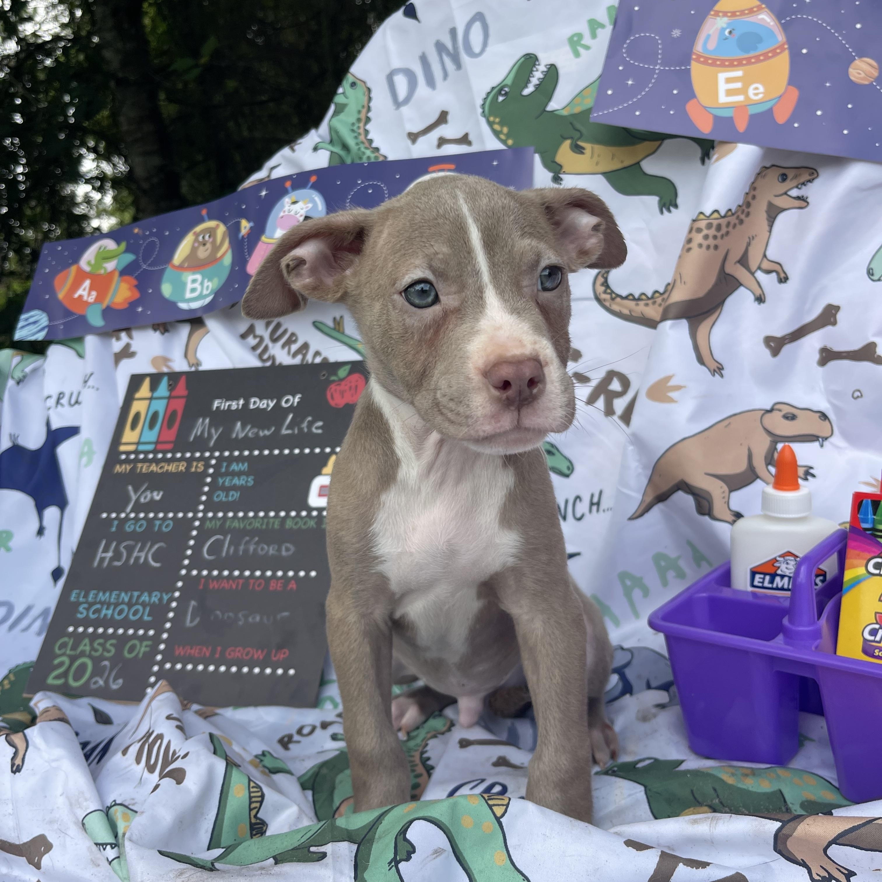 Mr. Krabs, an adopted mixed breed in Sebring, FL image 3/4