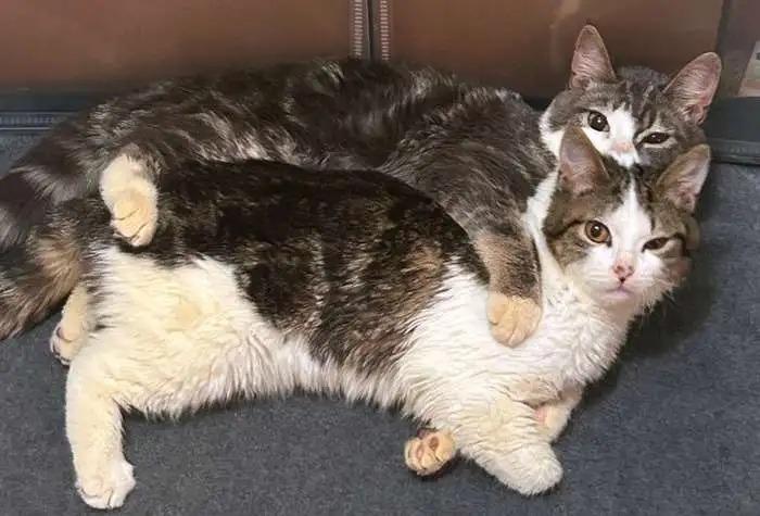 Enlarge Triscuit ICC-151-25, a Adoptable mixed breed in Coupeville, WA image 2/4