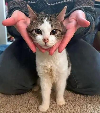 Enlarge Triscuit ICC-151-25, a Adoptable mixed breed in Coupeville, WA image 3/4