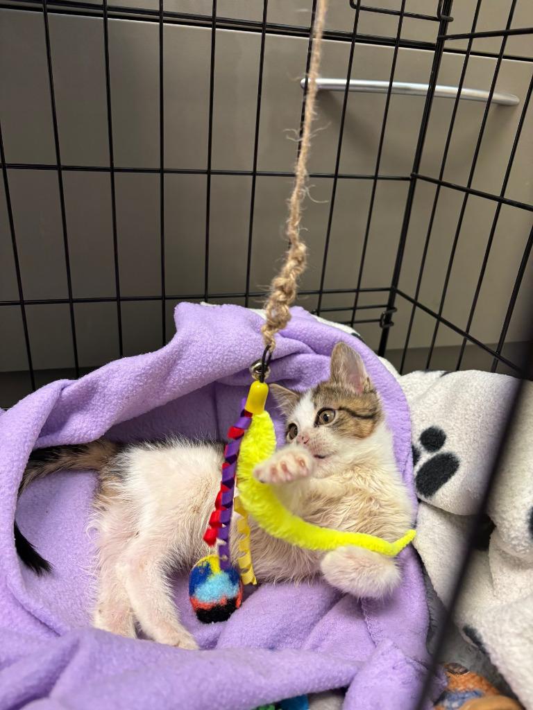 Enlarge Triscuit ICC-151-25, a Adoptable mixed breed in Coupeville, WA image 4/4