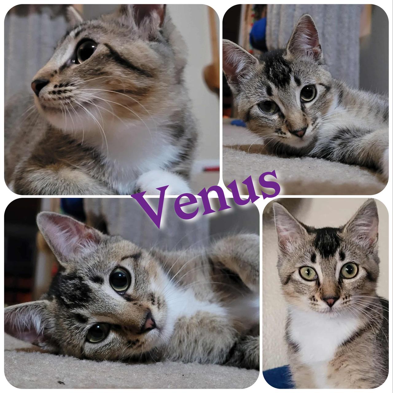 Venus, Adoptable, Young Female Domestic Short Hair.