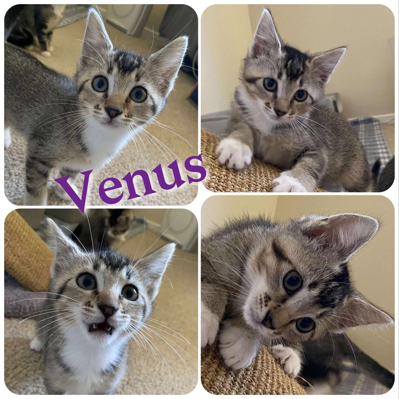 Venus