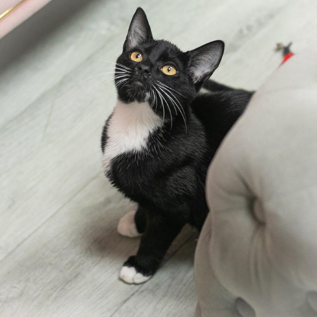 Enlarge Madden, a Adoptable Domestic Short Hair in Ponte Vedra, FL image 1/1