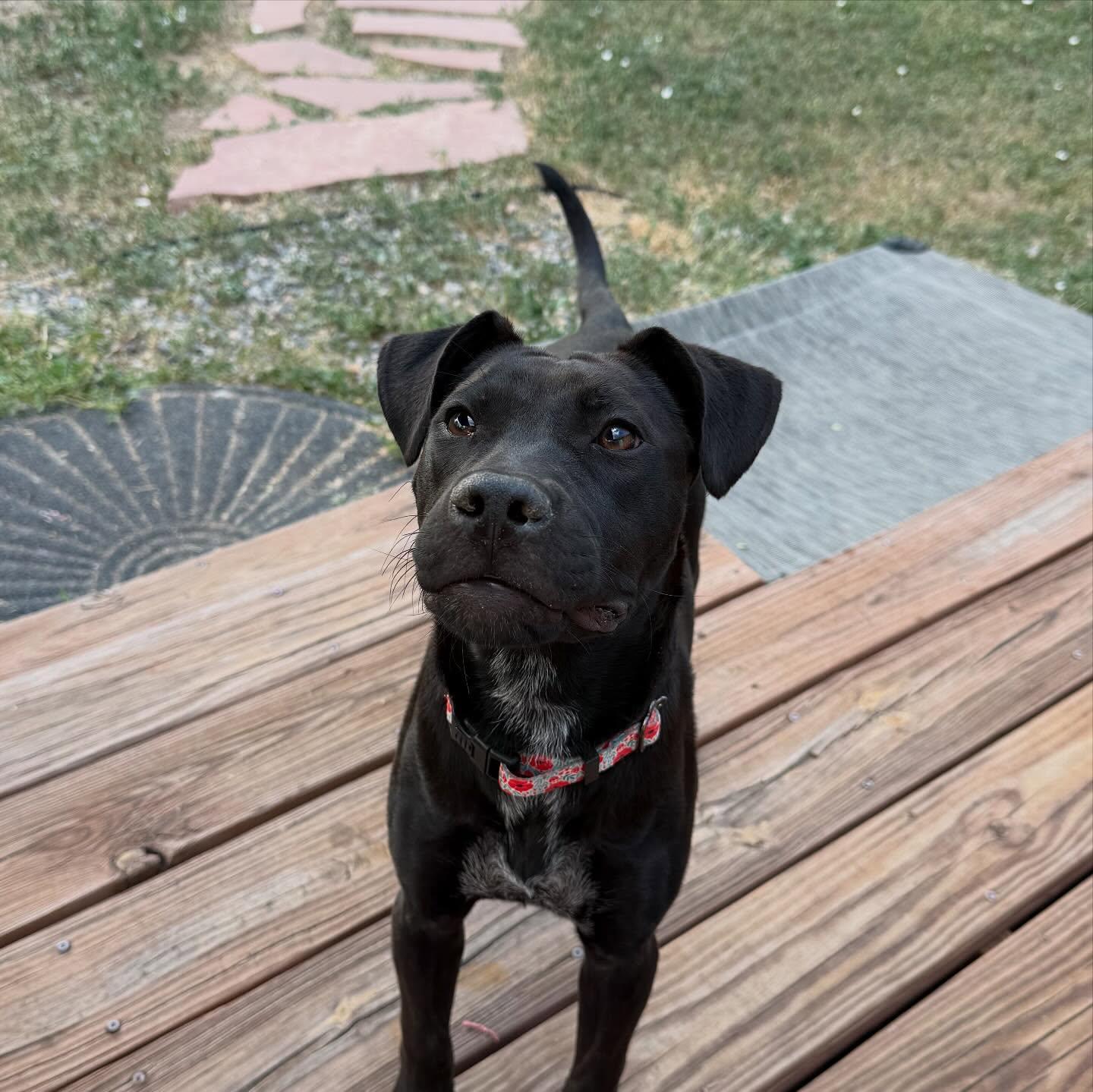 Sunny, a Adoptable mixed breed in Commerce City, CO image 3/6