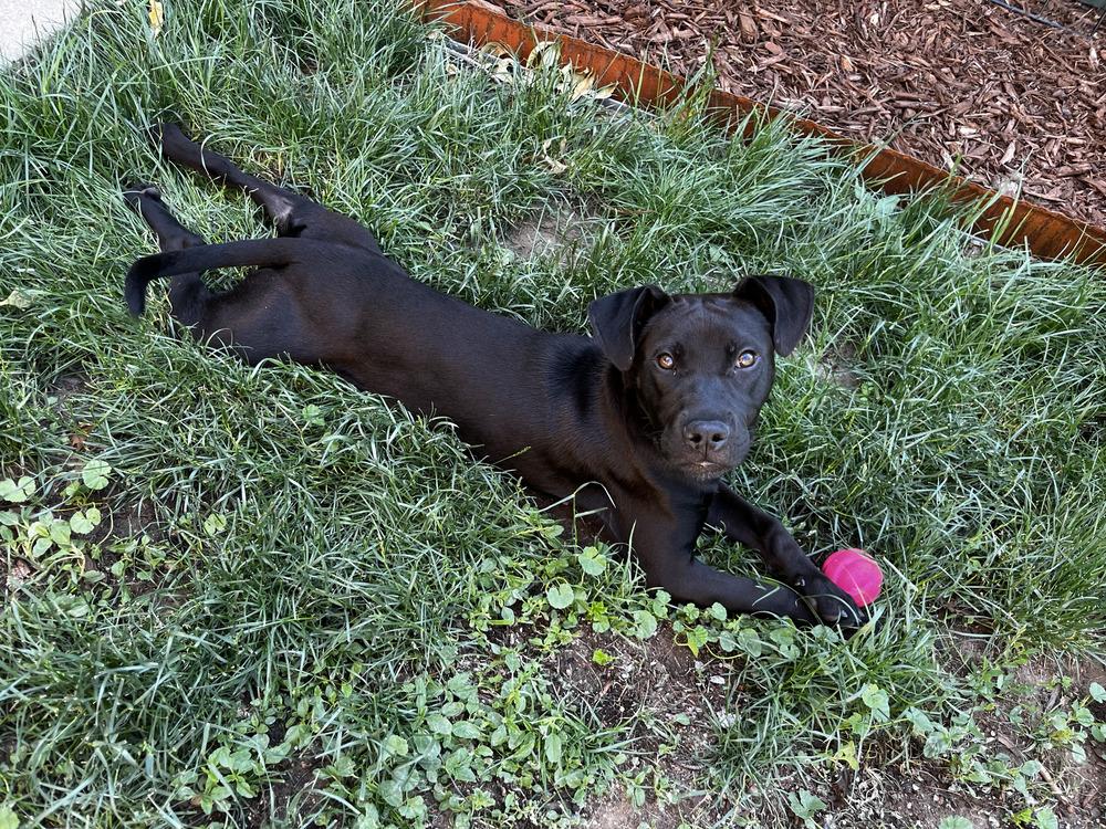 Sunny, a Adoptable mixed breed in Commerce City, CO image 6/6