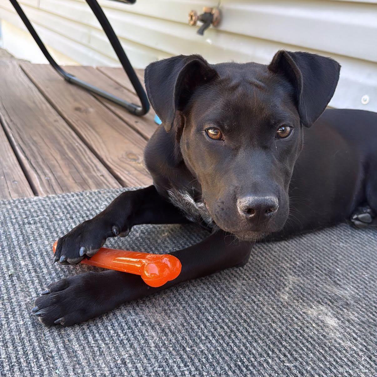 Sunny, Adoptable, Puppy Female Labrador Retriever.