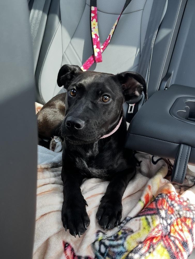 Sunny, a Adoptable mixed breed in Commerce City, CO image 5/6