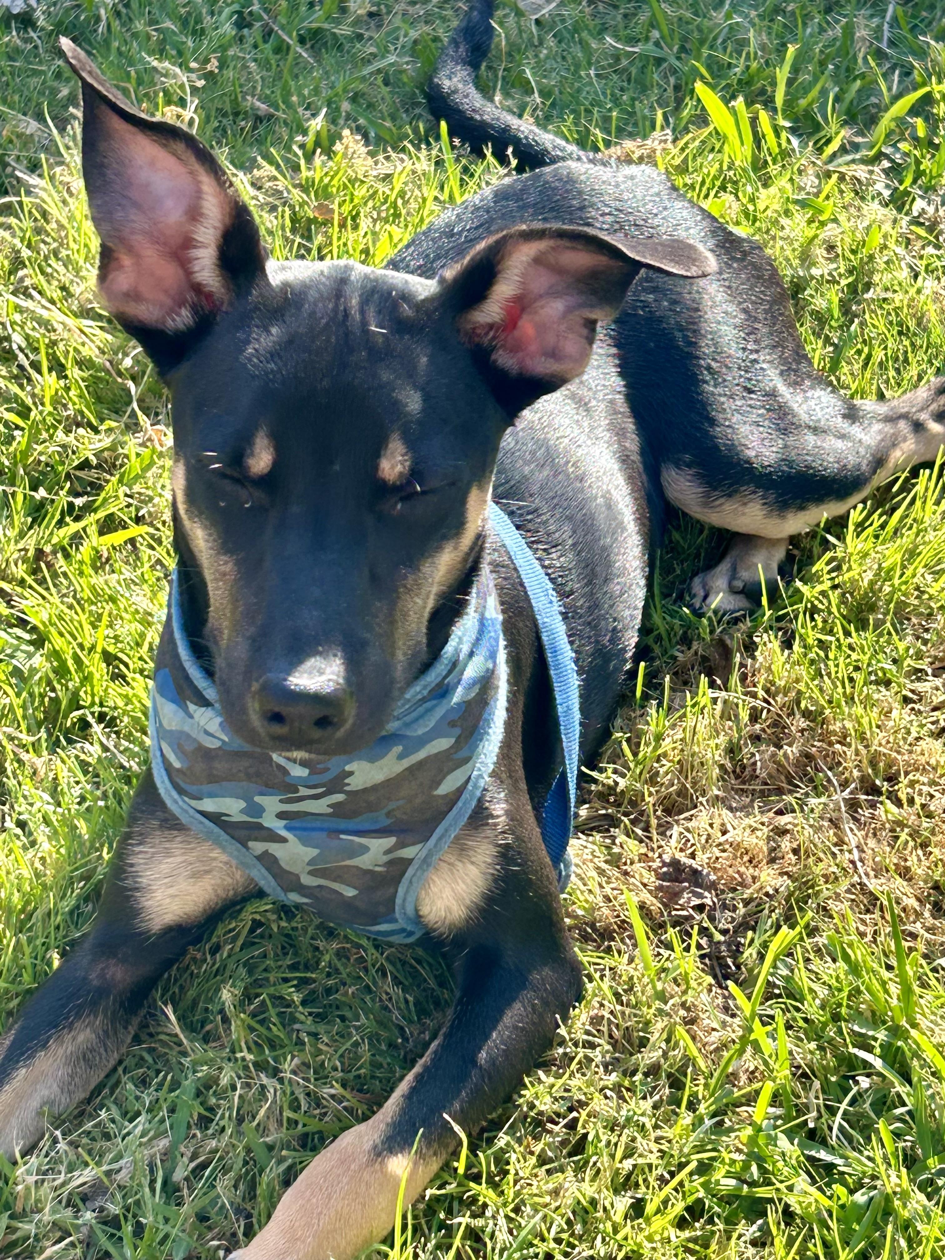 Jasper , Adoptable, Young Male Australian Kelpie & German Pinscher.