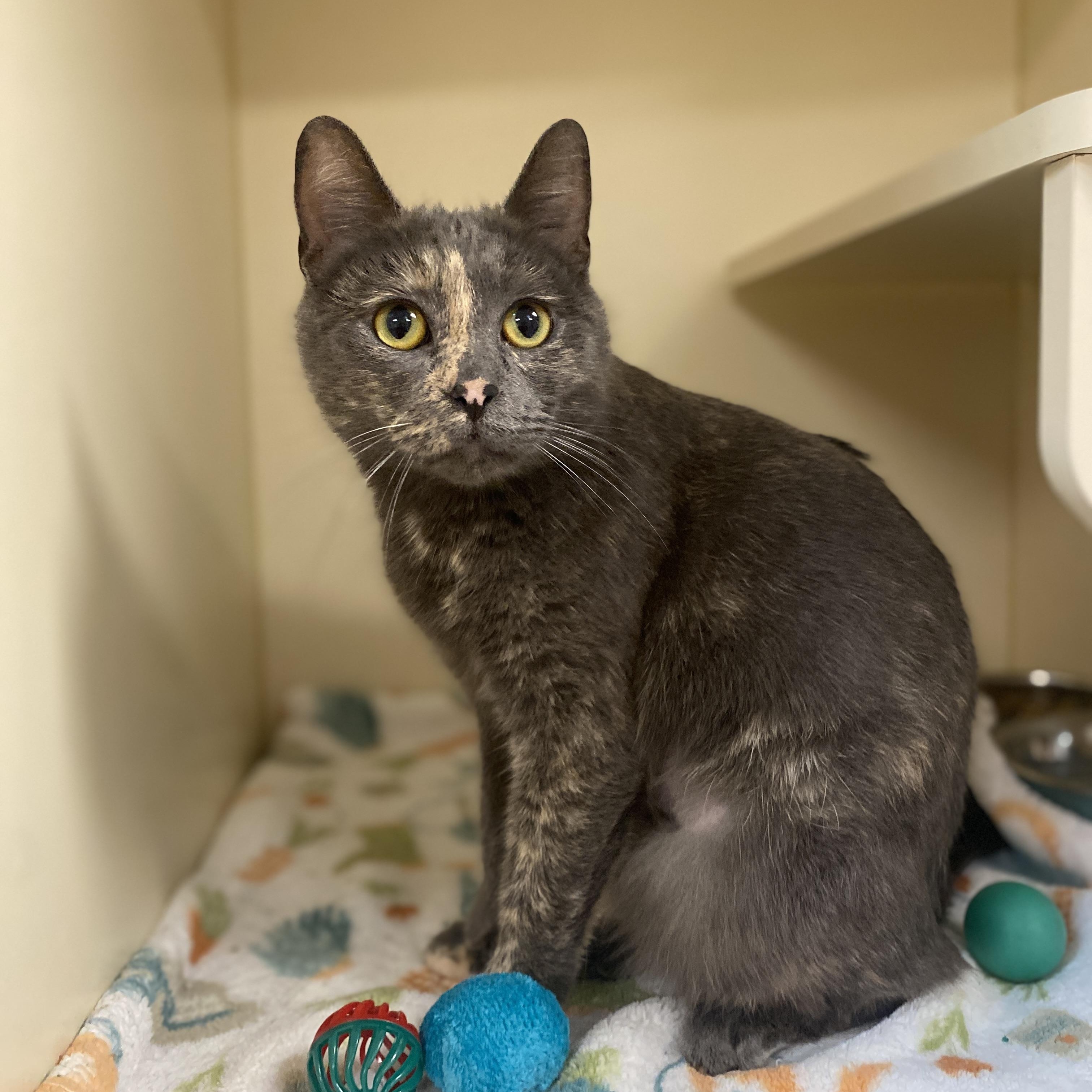 Enlarge Astrid, a Adoptable Domestic Short Hair in Elyria, OH image 3/5