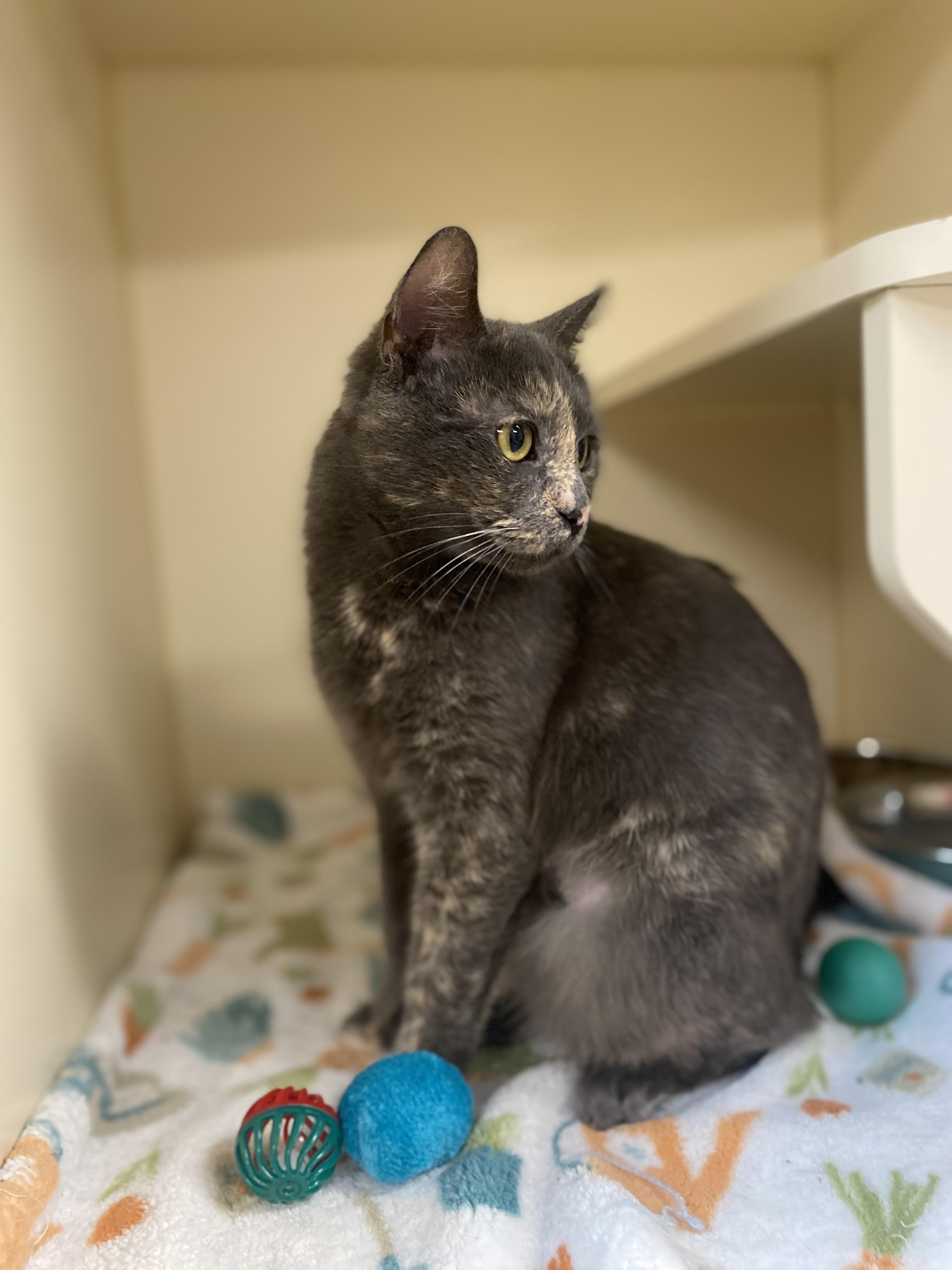 Enlarge Astrid, a Adoptable Domestic Short Hair in Elyria, OH image 5/5