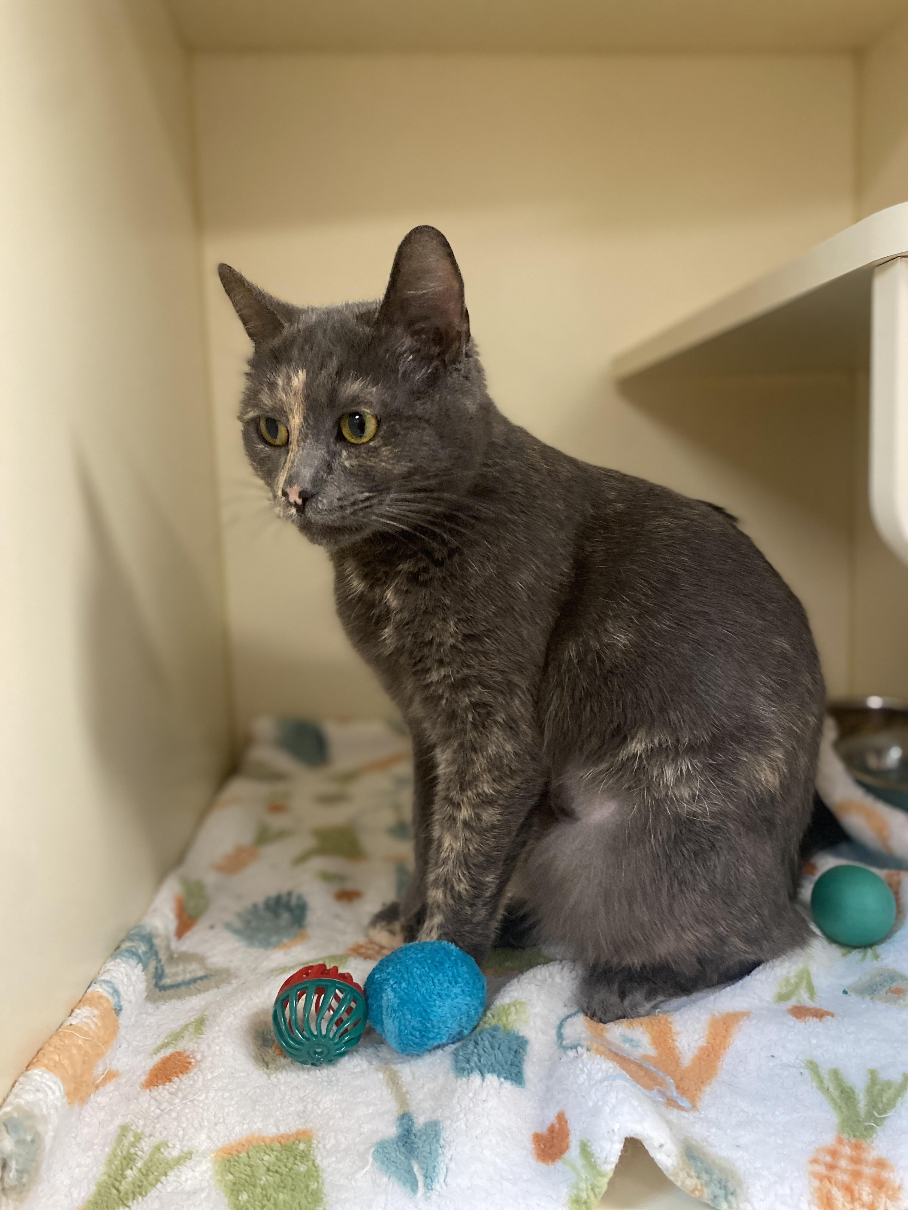 Enlarge Astrid, a Adoptable Domestic Short Hair in Elyria, OH image 4/5