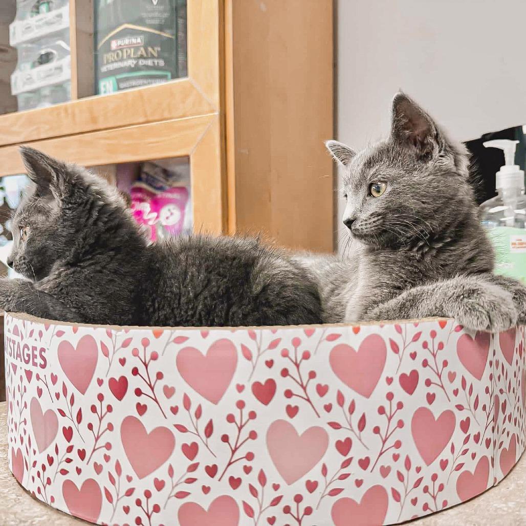 Enlarge Chicken Harris, a Adoptable Domestic Short Hair in St. Paul, MN image 1/5