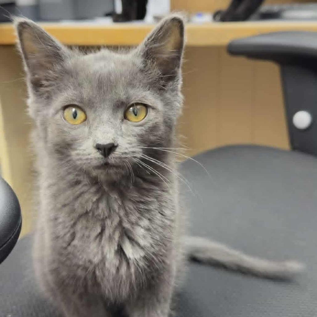 Enlarge Chicken Harris, a Adoptable Domestic Short Hair in St. Paul, MN image 3/5