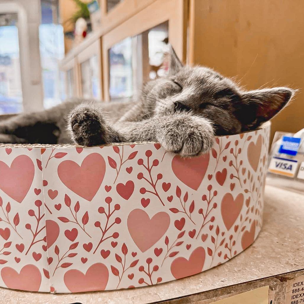 Enlarge Chicken Harris, a Adoptable Domestic Short Hair in St. Paul, MN image 4/5