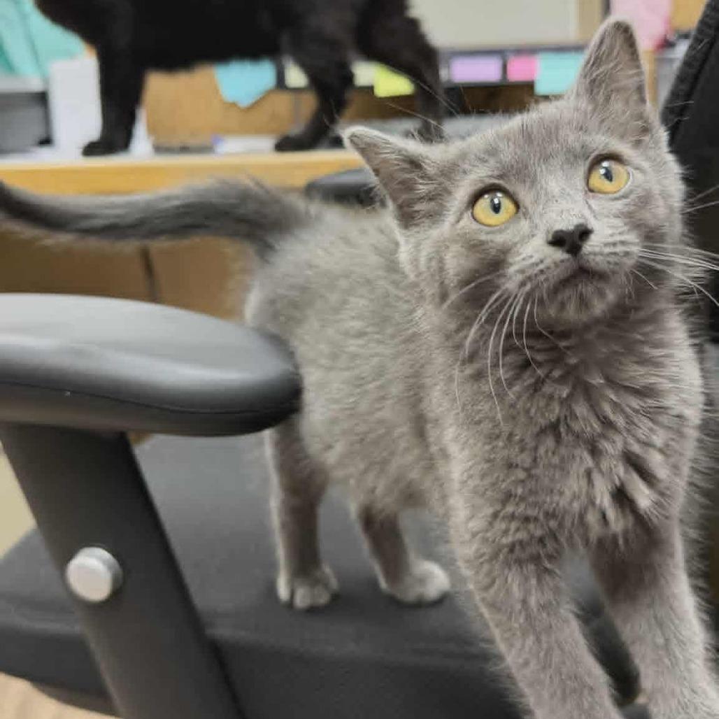 Enlarge Chicken Harris, a Adoptable Domestic Short Hair in St. Paul, MN image 5/5