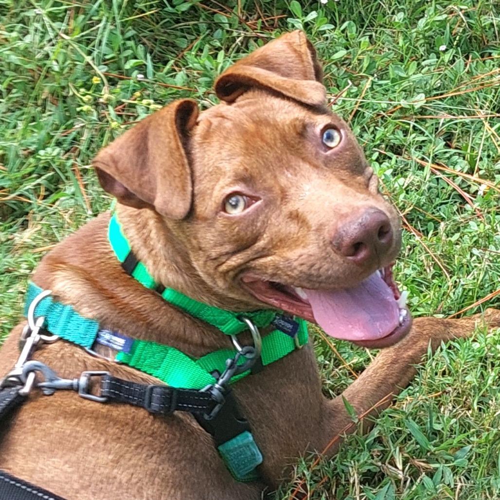 Enlarge Buster, a Adoptable Mixed Breed in Clearwater, FL image 1/6