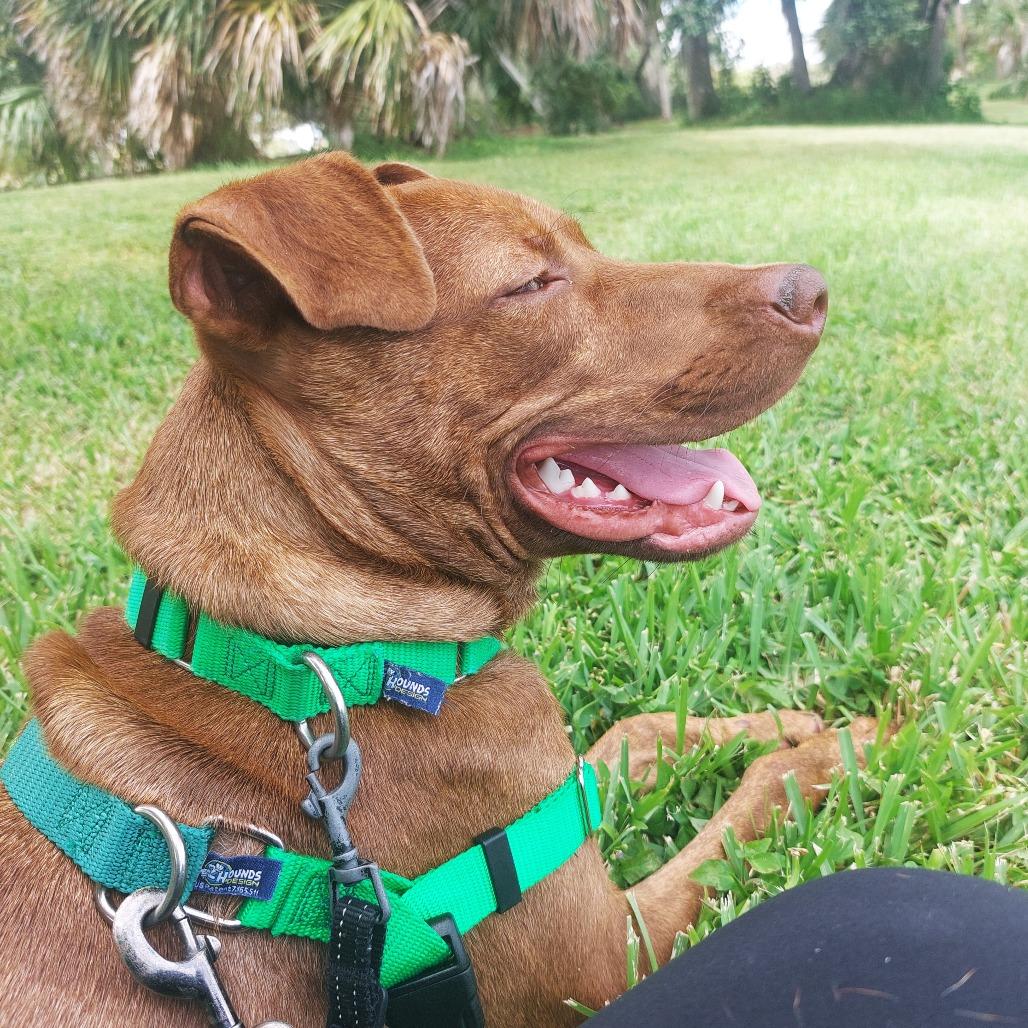 Enlarge Buster, a Adoptable Mixed Breed in Clearwater, FL image 4/6