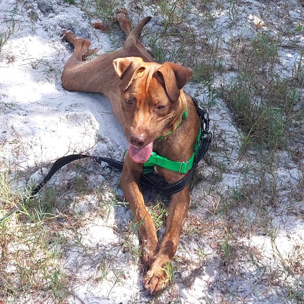 Enlarge Buster, a Adoptable Mixed Breed in Clearwater, FL image 5/6
