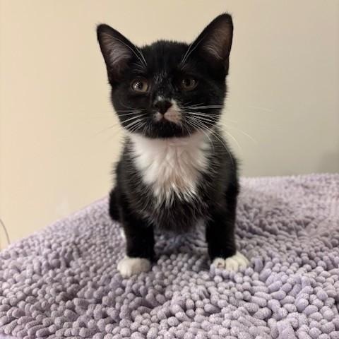 Phillip, Adopted, Kitten Male Domestic Short Hair.