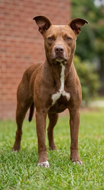 Edward, Adoptable, Adult Male Mixed Breed & Mixed Breed.