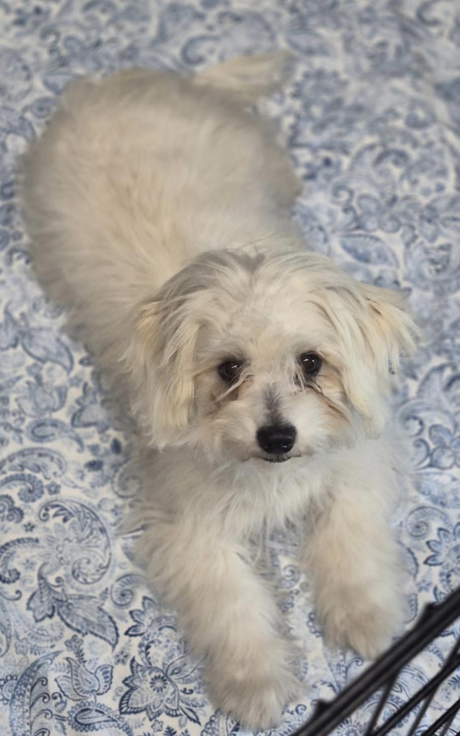 Cora, adopted, Puppy Female Maltipoo.