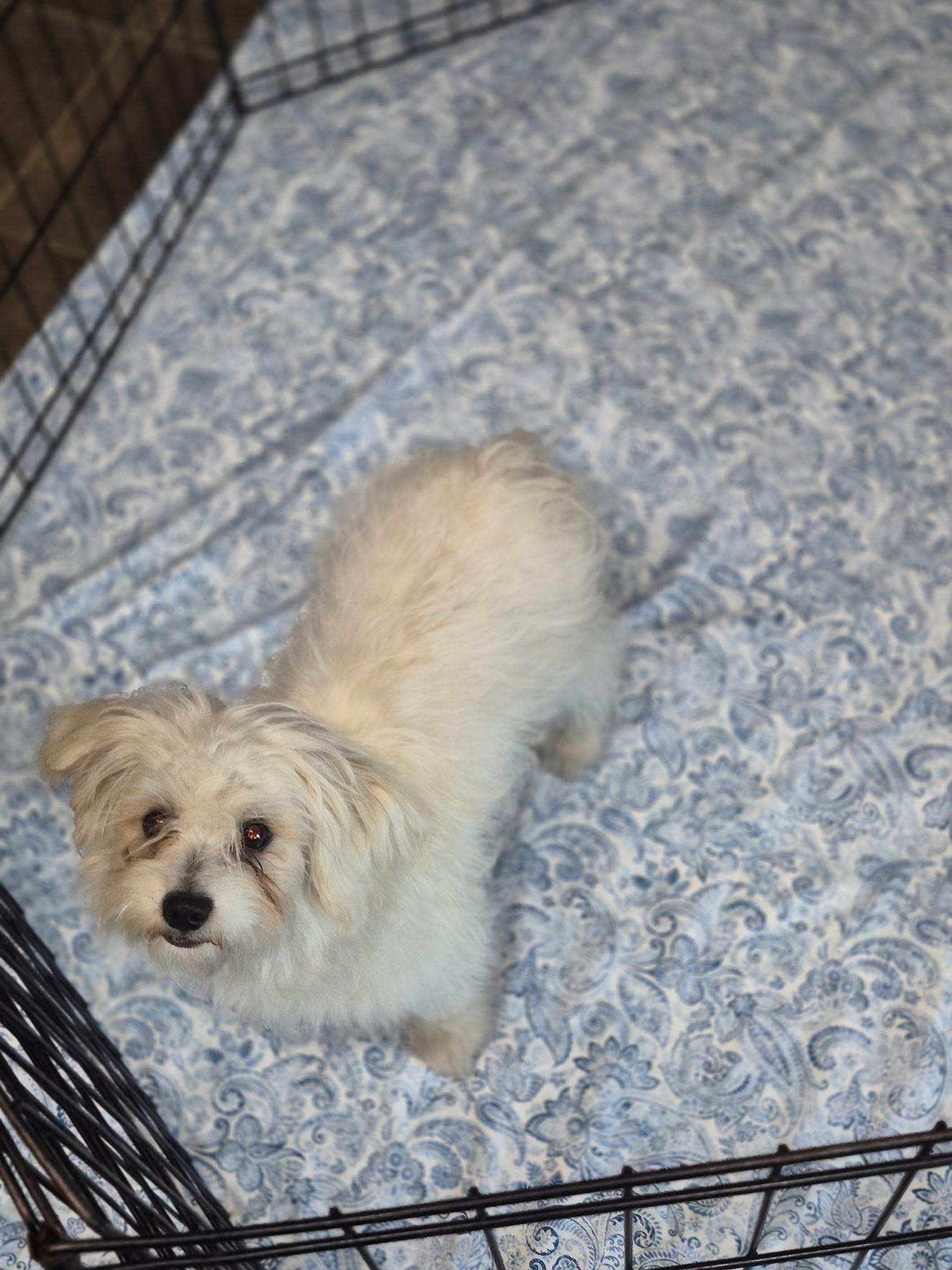 Cora, an adopted mixed breed in Los Angeles, CA image 2/2