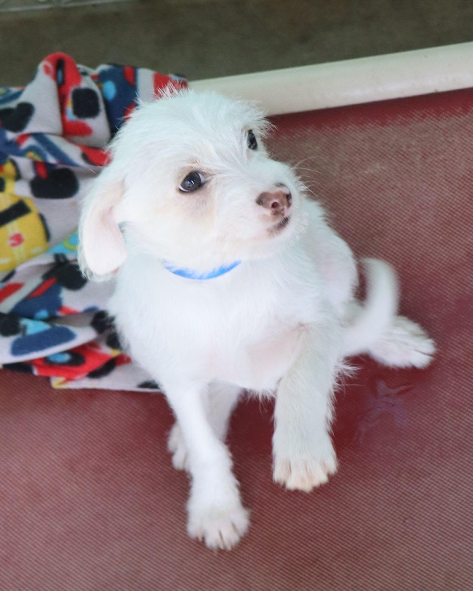 Enlarge BABY ZEPHREN , a ADOPTABLE mixed breed in Fresno, CA image 3/3