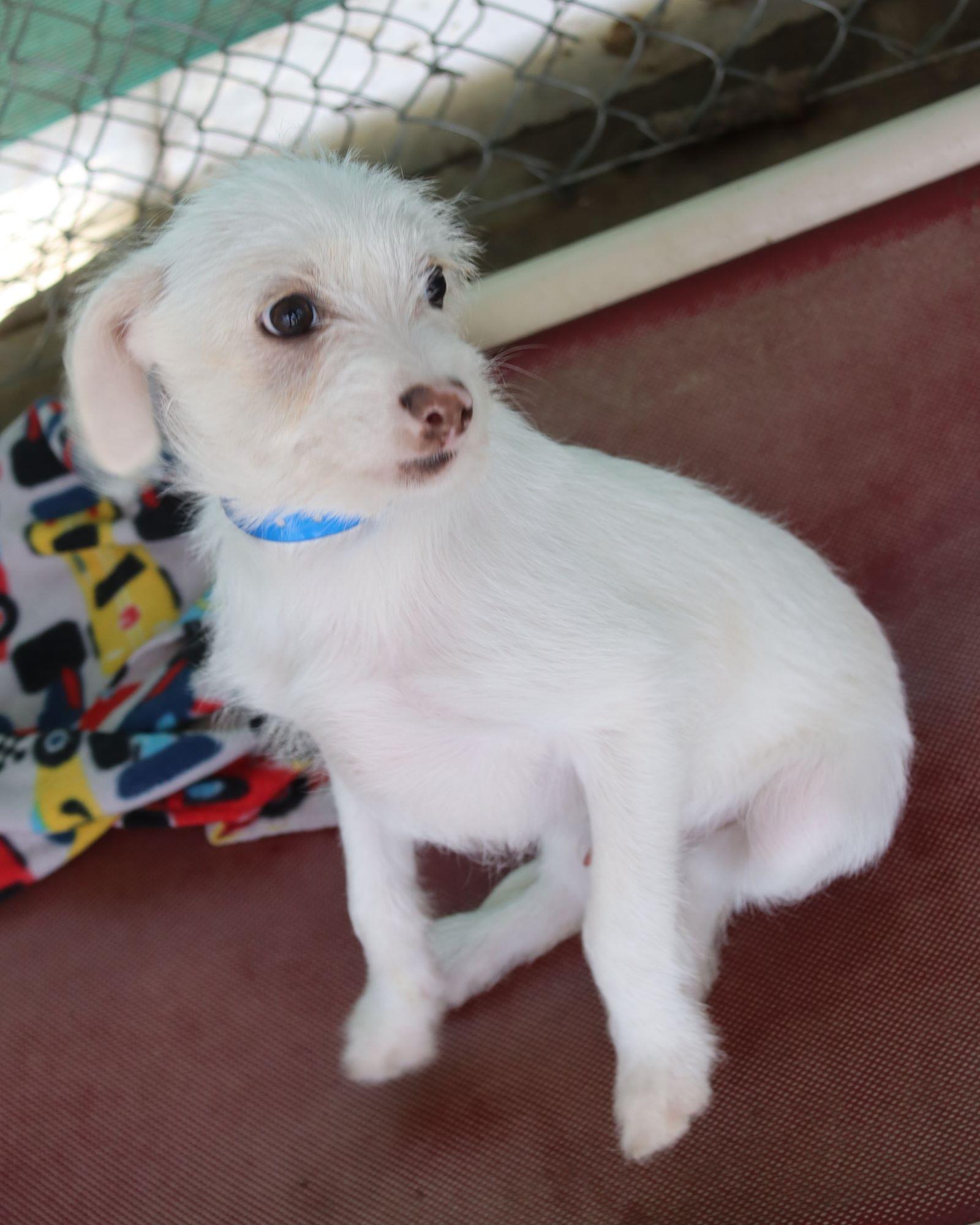 BABY ZEPHREN , ADOPTABLE, Puppy Male Terrier.
