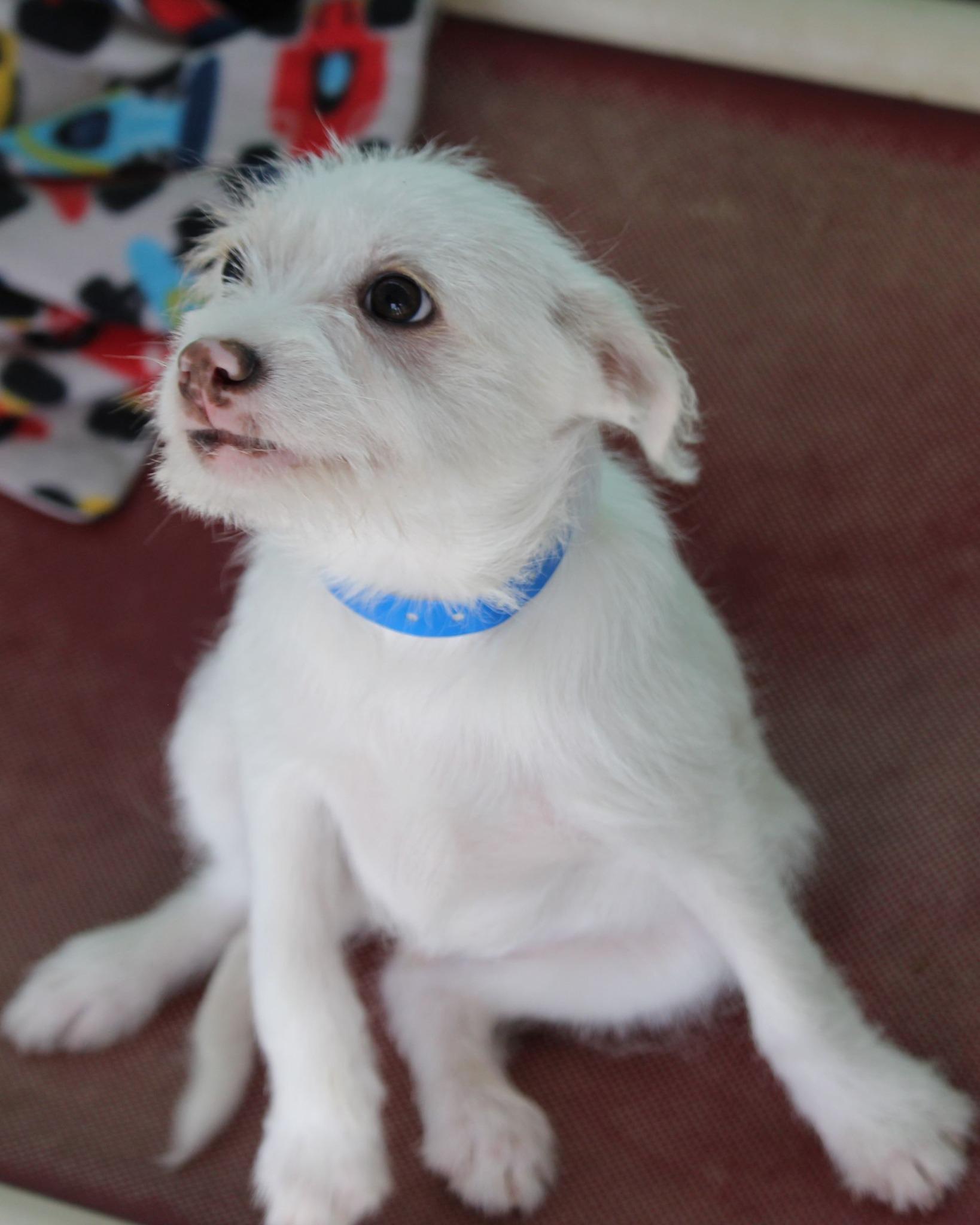 Enlarge BABY ZEPHREN , a ADOPTABLE mixed breed in Fresno, CA image 2/3