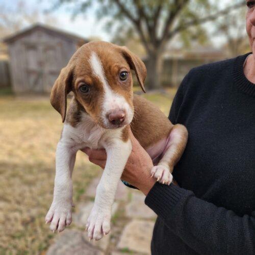 Wilbur, Adoptable, Puppy Male Beagle & Rat Terrier.