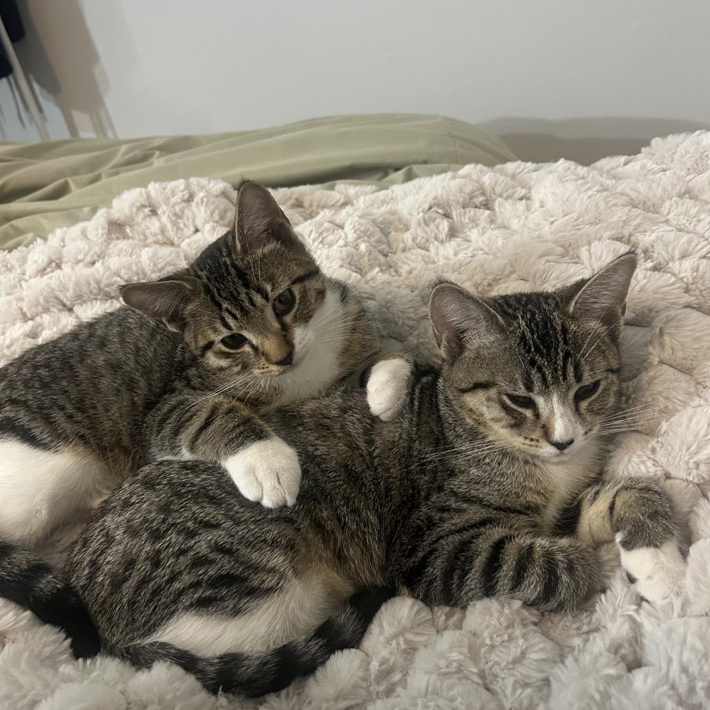 Iris- Valentine Kitten 2, Adoptable, Kitten Female Domestic Short Hair.