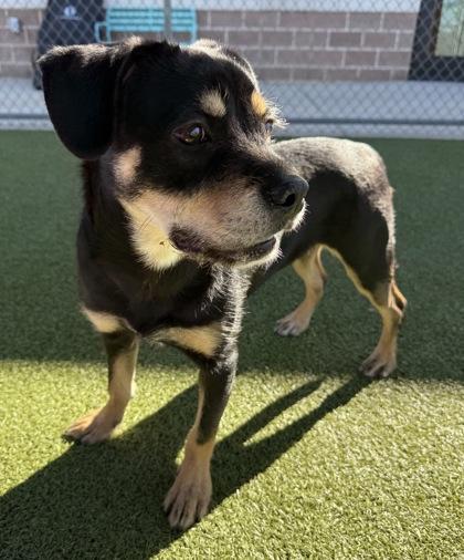 Sourdough, Adoptable, Young Male Pit Bull Terrier & German Shepherd Dog.
