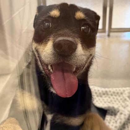 Enlarge Jake, a Adoptable mixed breed in Grapevine, TX image 2/3