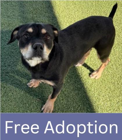 Enlarge Jake, a Adoptable mixed breed in Grapevine, TX image 3/3